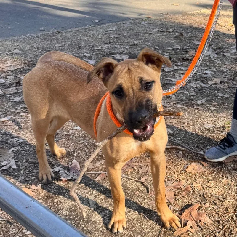 Scoob Chino Hills Location thumbnail 2