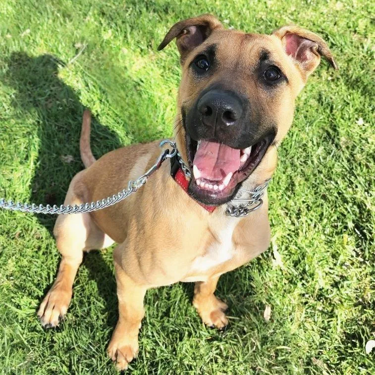 Scoob Chino Hills Location thumbnail 3