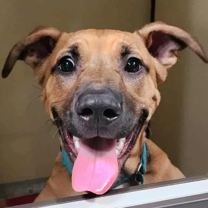 Scoob Chino Hills Location thumbnail 4