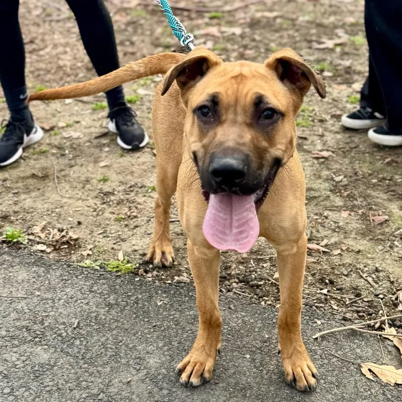 Scoob Chino Hills Location thumbnail 5