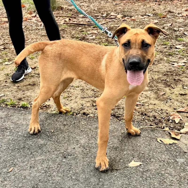 Scoob Chino Hills Location thumbnail 6