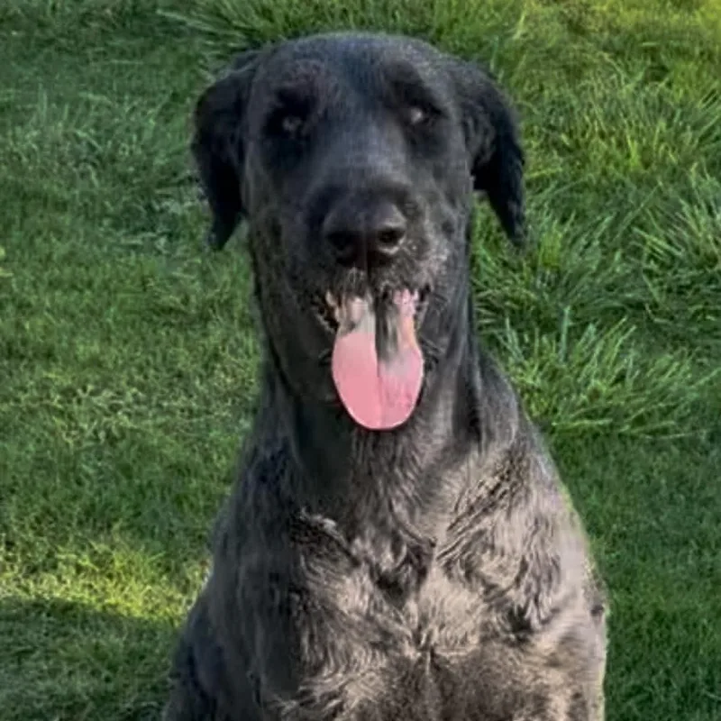 An adult large-sized male Black Giant Schnauzer dog named Louie And Lola for adoption in Las Vegas, NV