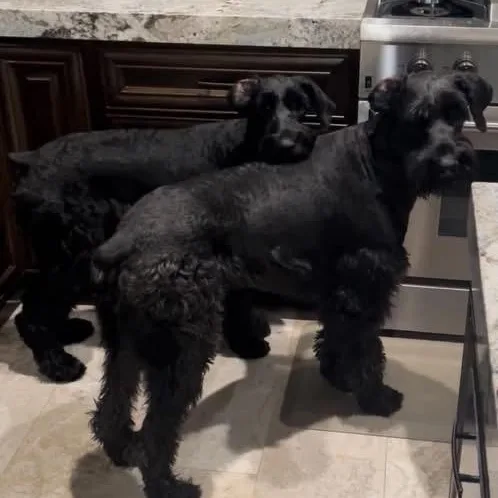 Louie And Lola thumbnail 4
