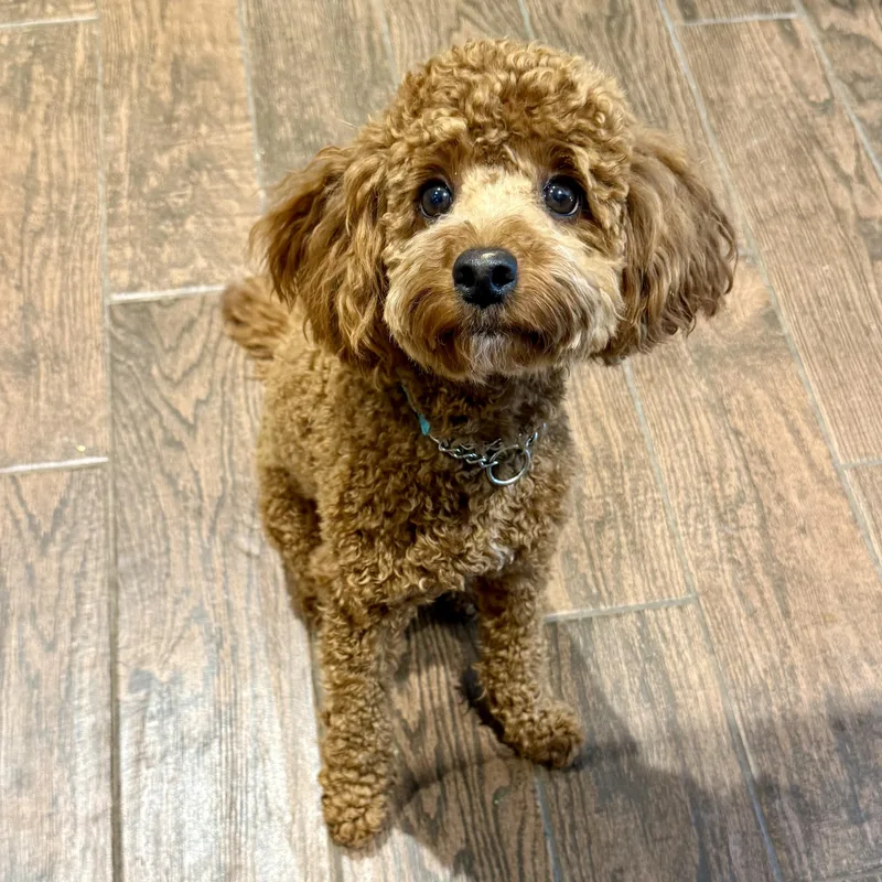 A young small-sized female Red / Chestnut / Orange Miniature Poodle dog named Pearl for adoption in Murphysboro, IL