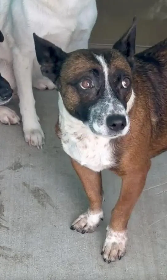 A young small-sized female Australian Cattle Dog / Blue Heeler dog named Sophia for adoption in Portland, ME