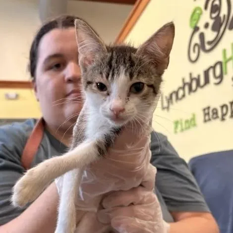 A baby small-sized male Brown / Chocolate Domestic Short Hair cat named Rowlf for adoption in Lynchburg, VA