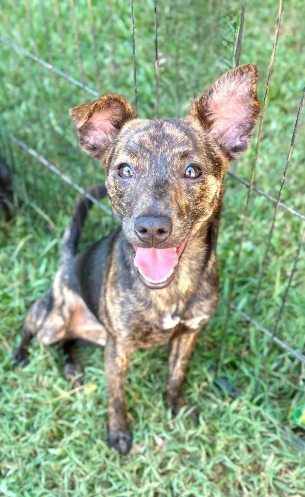 A baby small-sized female Mixed Breed dog named Buttercup for adoption in Fond Du Lac, WI
