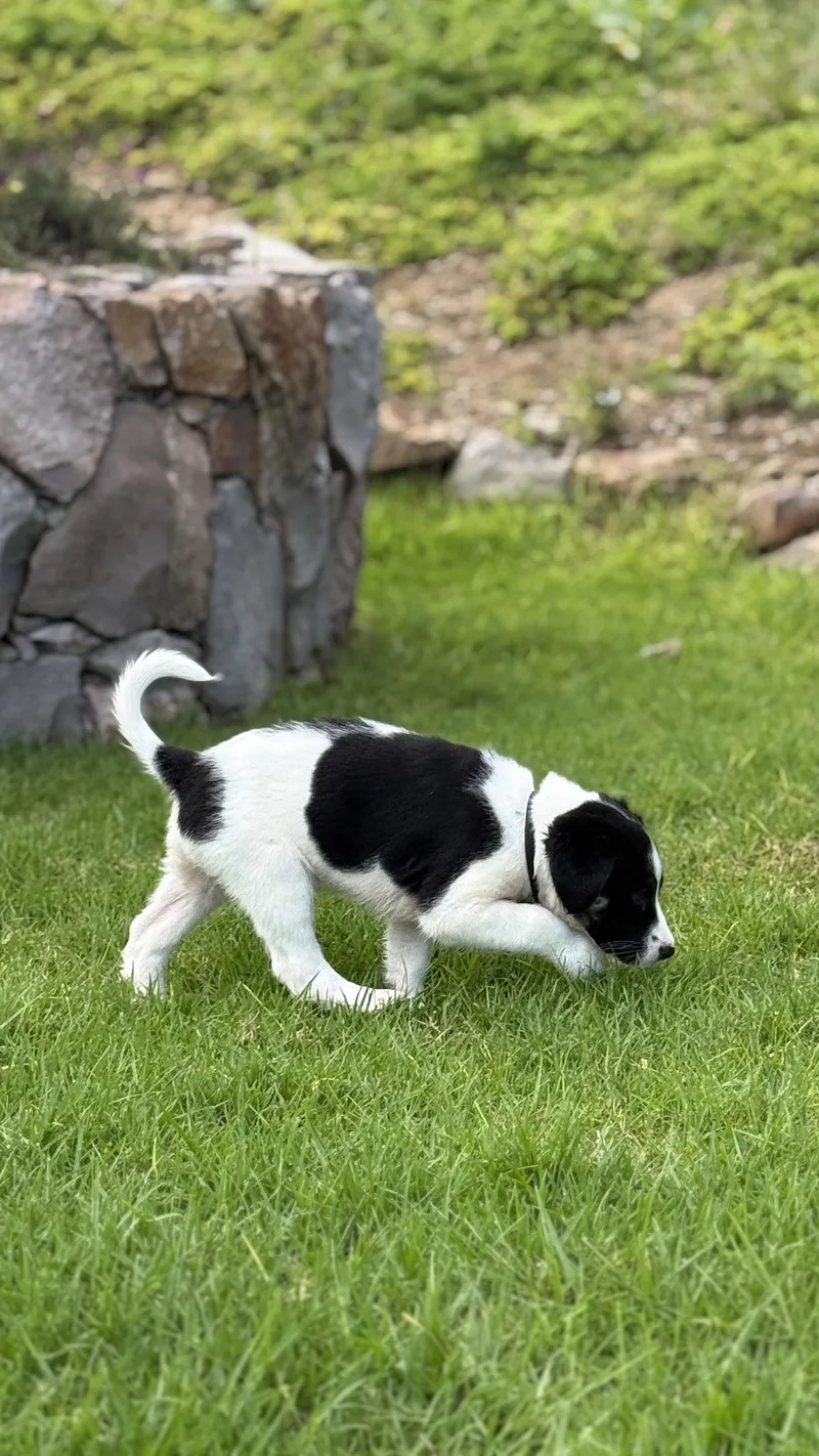 A baby medium-sized male Shepherd dog named Willy Nelson for adoption in Austin, TX