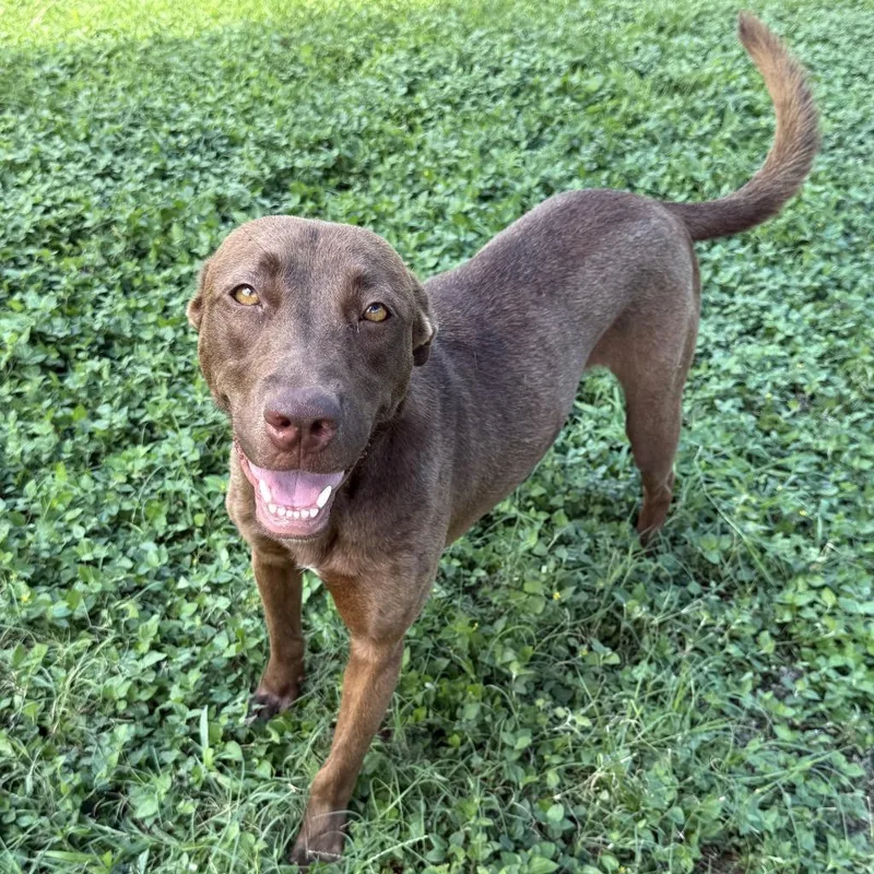A young medium-sized female Pit Bull Terrier dog named Oak for adoption in Brenham, TX