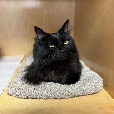 An adult medium-sized female Domestic Long Hair cat named Marzipan for adoption in Novato, CA