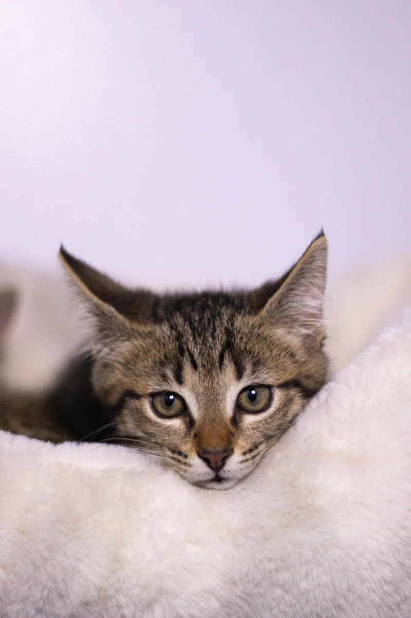 A baby medium-sized female Domestic Short Hair cat named Tyrion for adoption in Collierville, TN