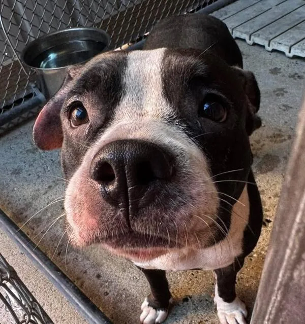 An adult large-sized female Pit Bull Terrier dog named Raven for adoption in Salisbury, MD