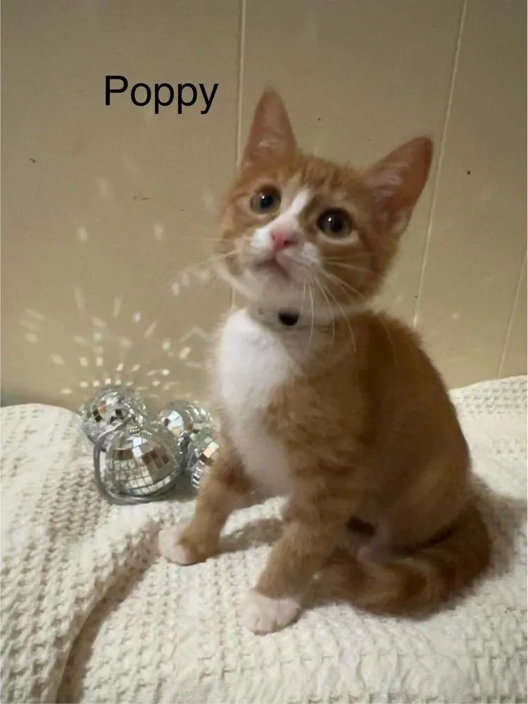Poppy