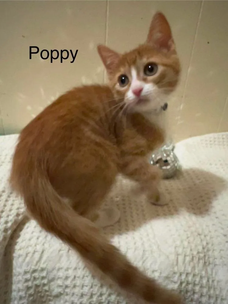 Poppy thumbnail 3