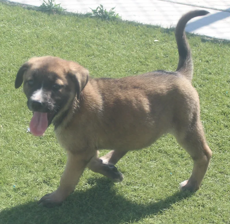 Sadie