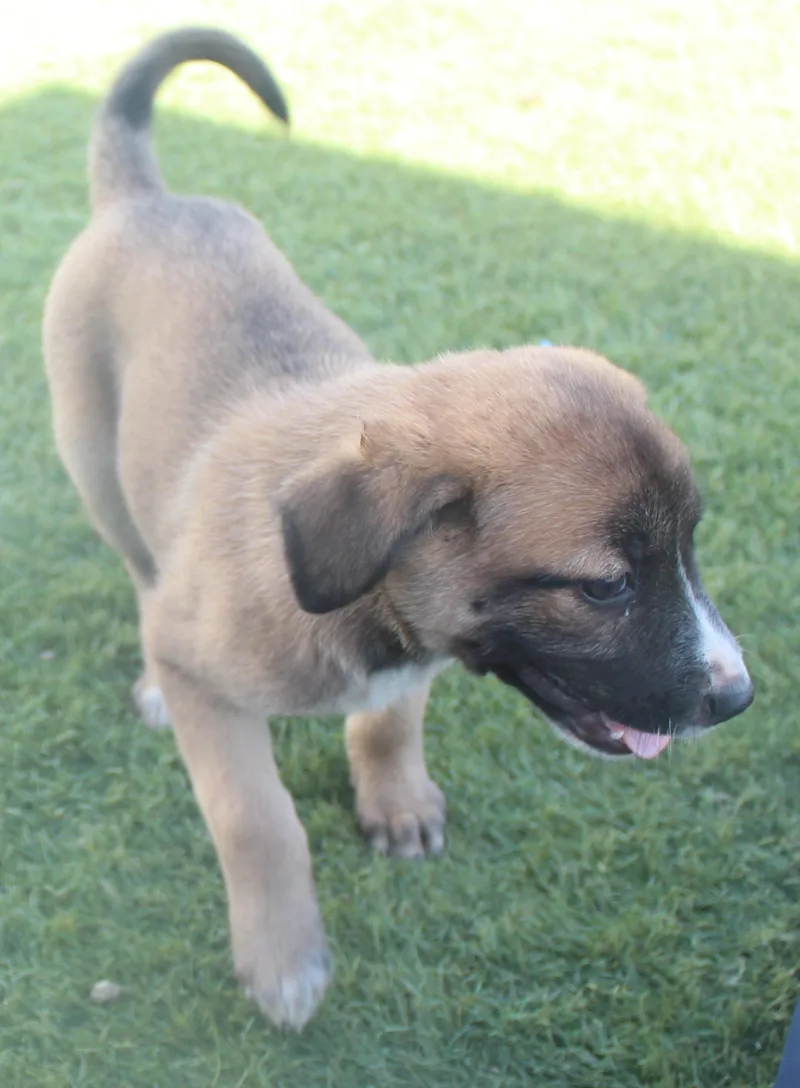 Sadie thumbnail 2
