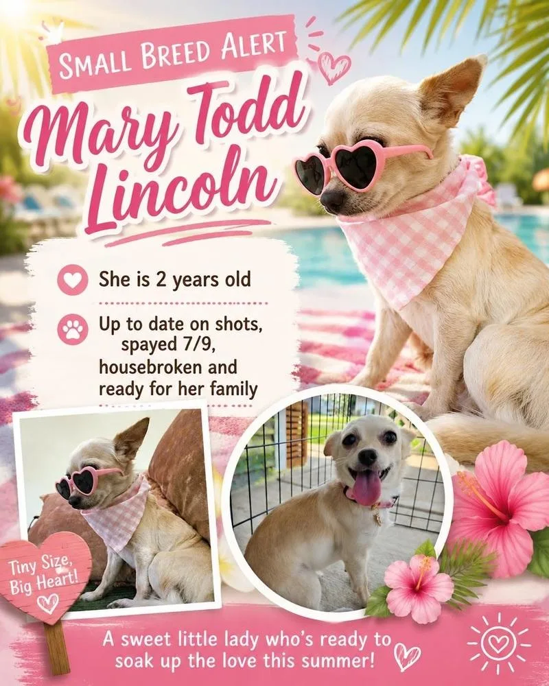 Presidential Litter   thumbnail 5