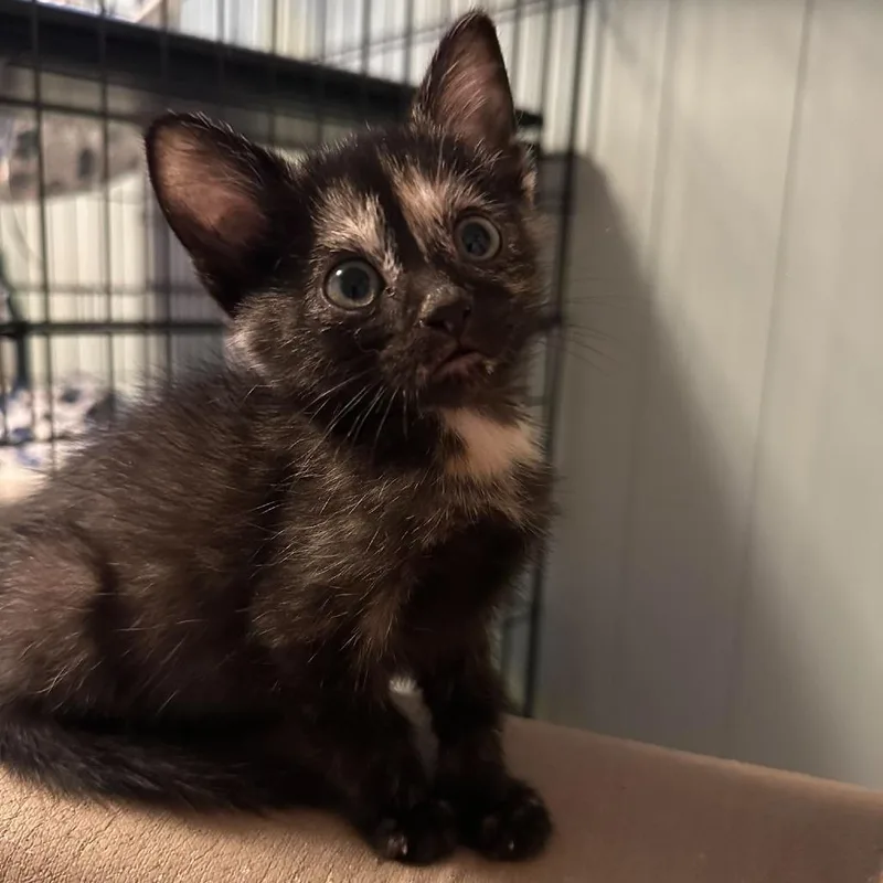 A baby small-sized female Tortoiseshell Domestic Short Hair cat named Catan Baxter for adoption in Eagle Mountain, UT