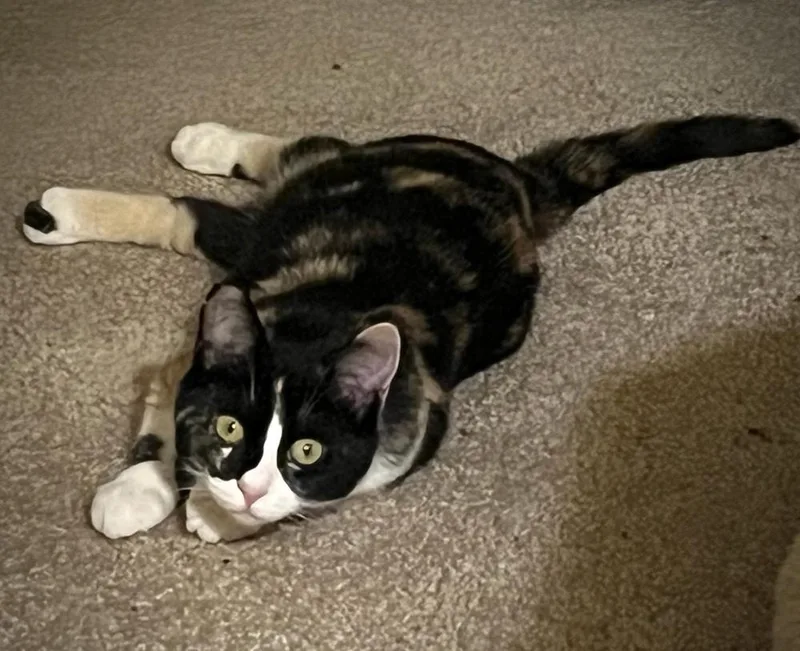 A young medium-sized female Domestic Short Hair cat named Mira for adoption in tucson, AZ