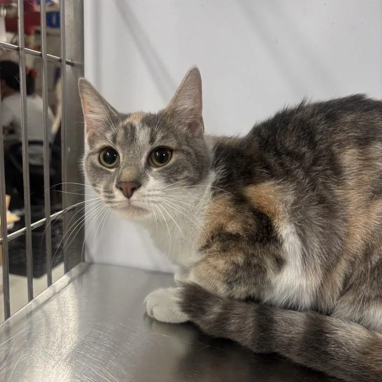 A young medium-sized female Calico Domestic Short Hair cat named Lola for adoption in New York, NY