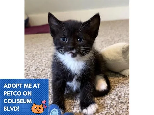 A baby small-sized female Domestic Short Hair cat named Dolphin for adoption in Fort Wayne, IN