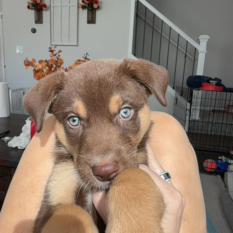 A baby medium-sized male Australian Shepherd dog named Sonny for adoption in Joliet, IL