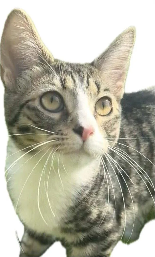 A baby medium-sized male Domestic Long Hair cat named Jackie for adoption in Cromwell, KY