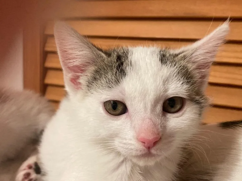 A baby small-sized female Domestic Short Hair cat named Mandy for adoption in San Pedro, CA