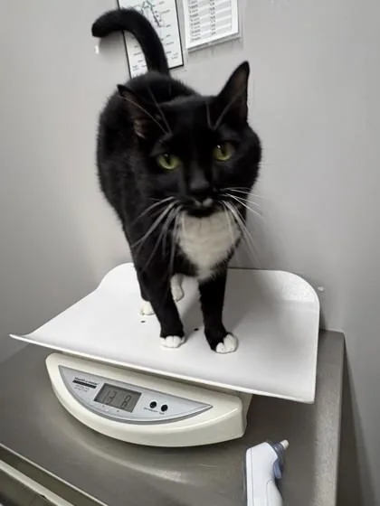 An adult medium-sized male Domestic Short Hair cat named Bill for adoption in Pequot Lakes, MN