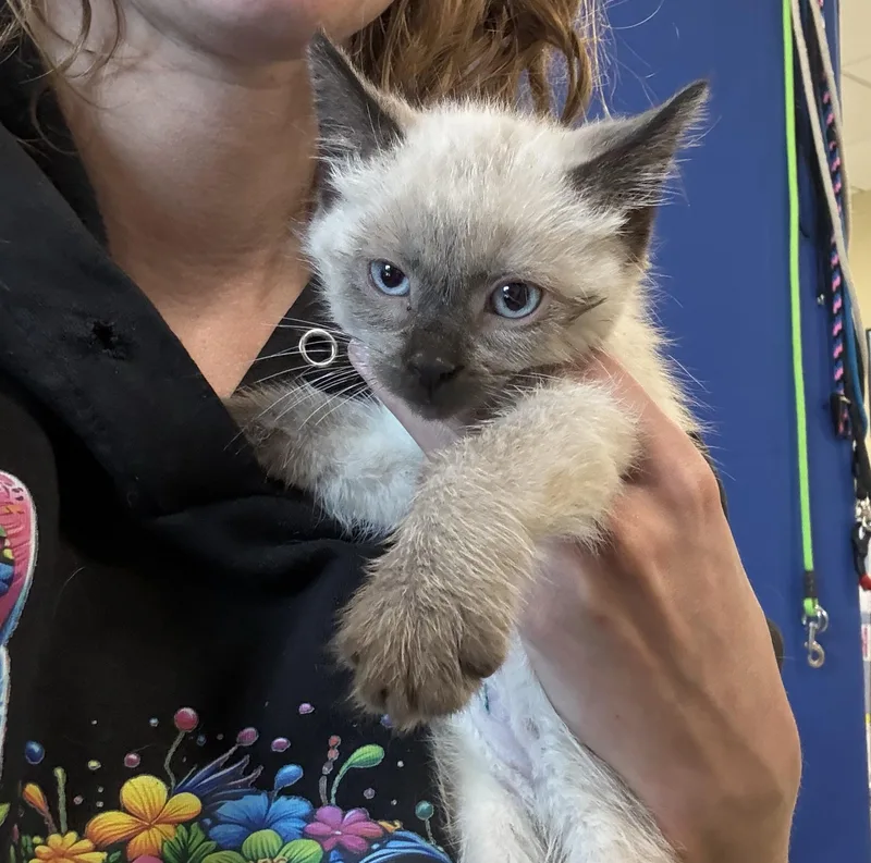 A baby medium-sized male Siamese cat named Simon for adoption in Muskego, WI