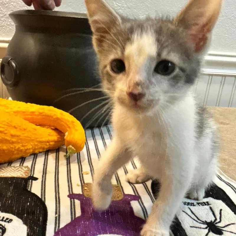 A baby small-sized male Domestic Medium Hair cat named Blankey for adoption in Commerce City, CO