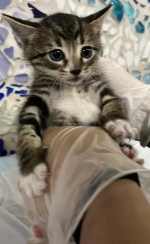 A baby small-sized female Domestic Short Hair cat named Wendy for adoption in Pensacola, FL