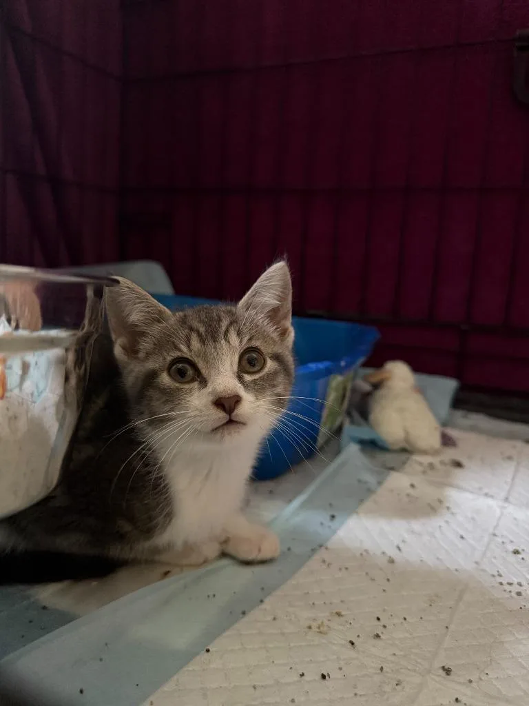 A baby medium-sized male Domestic Short Hair cat named Grey for adoption in Brainardsville, NY