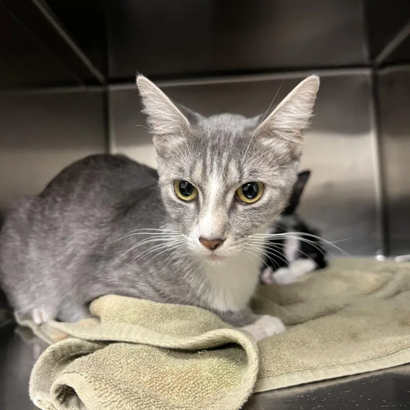 A young medium-sized female Domestic Short Hair cat named Gwyn for adoption in Ottawa, KS