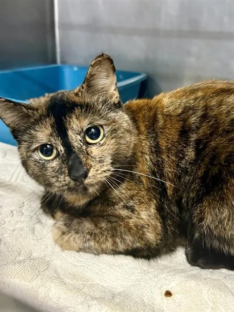 A young small-sized female Domestic Medium Hair cat named Mrs Pilsbury for adoption in San Antonio, TX