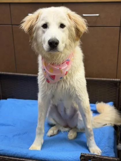 An adult large-sized female Golden Retriever dog named Ivy for adoption in Irving, TX