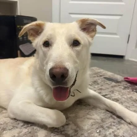 A young medium-sized male White / Cream Golden Retriever dog named Atlas for adoption in Myrtle Beach, SC