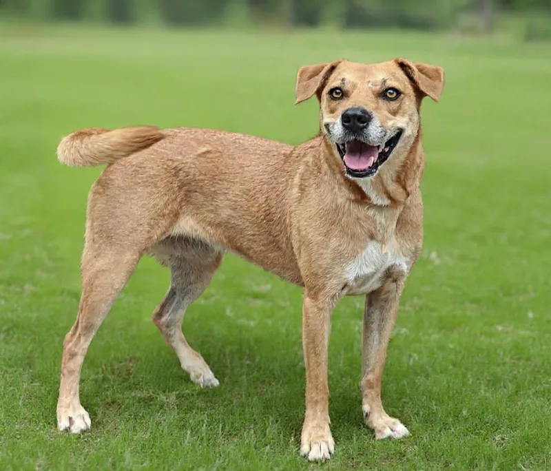 An adult medium-sized female Labrador Retriever dog named Colleen for adoption in Talladega, AL