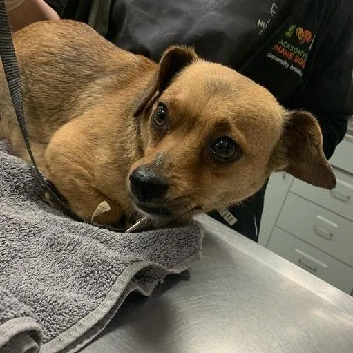 An adult small-sized female Yellow / Tan / Blond / Fawn Mixed Breed dog named Easter for adoption in Jacksonville, FL