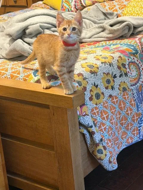 A baby medium-sized male Domestic Short Hair cat named Luigi for adoption in New Braunfels, TX