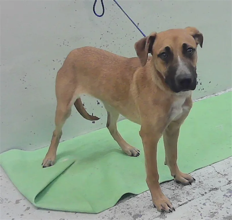 A young medium-sized female Labrador Retriever dog named Kira for adoption in Houston, TX