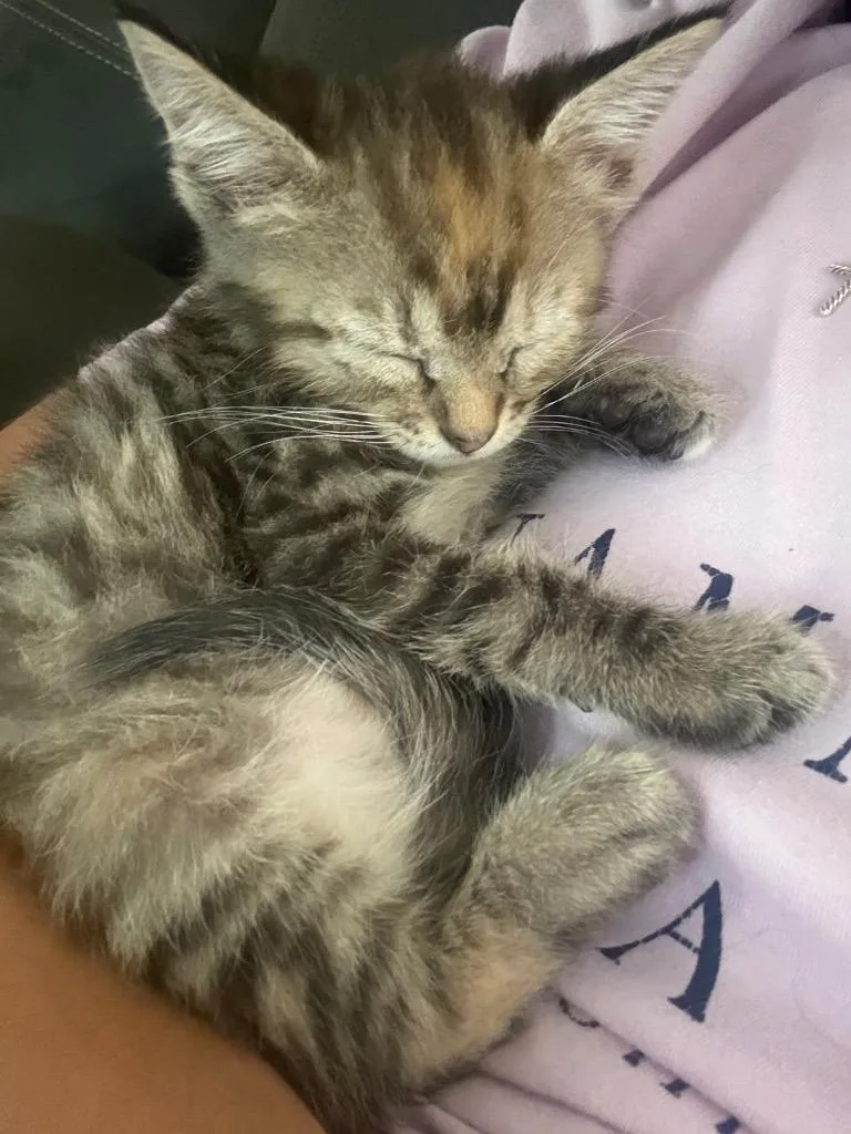 A baby medium-sized female Domestic Short Hair cat named Lina for adoption in Evans, GA