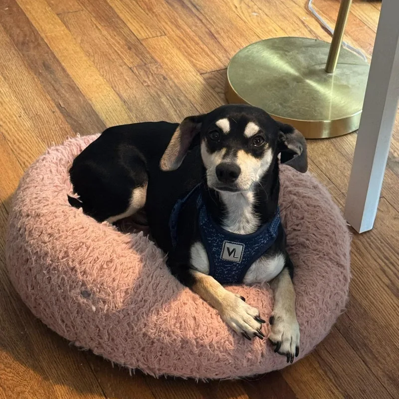 An adult small-sized male Tricolor (Brown, Black, & White) Miniature Pinscher dog named Chucho Chip for adoption in Greenville, SC