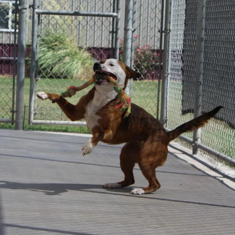 Nala thumbnail 4