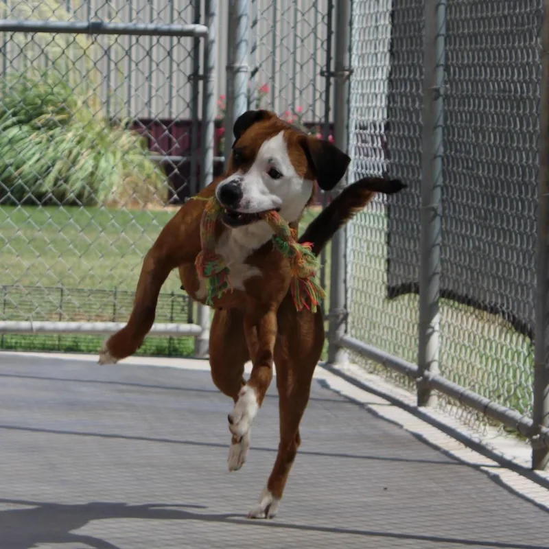 Nala thumbnail 6