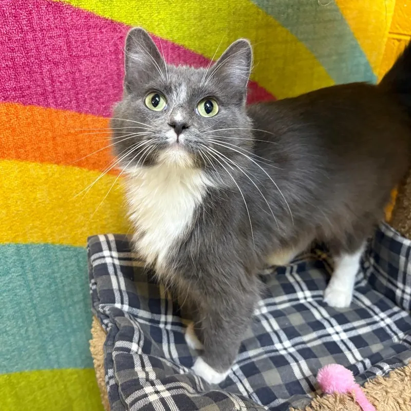 An adult medium-sized female Gray / Blue / Silver Domestic Medium Hair cat named Meesha for adoption in Springfield, MO