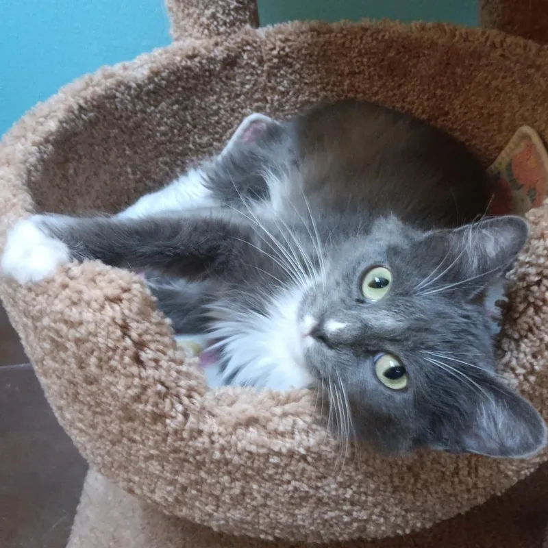 Meesha thumbnail 3