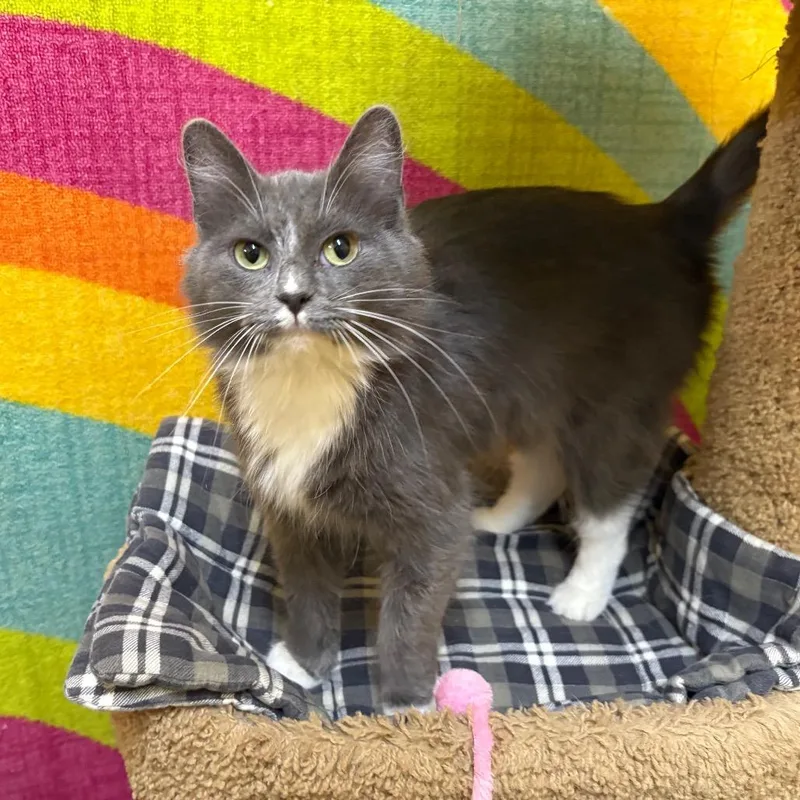 Meesha thumbnail 4