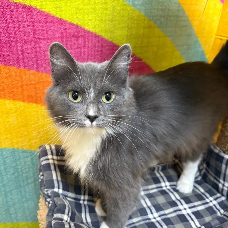 Meesha thumbnail 5
