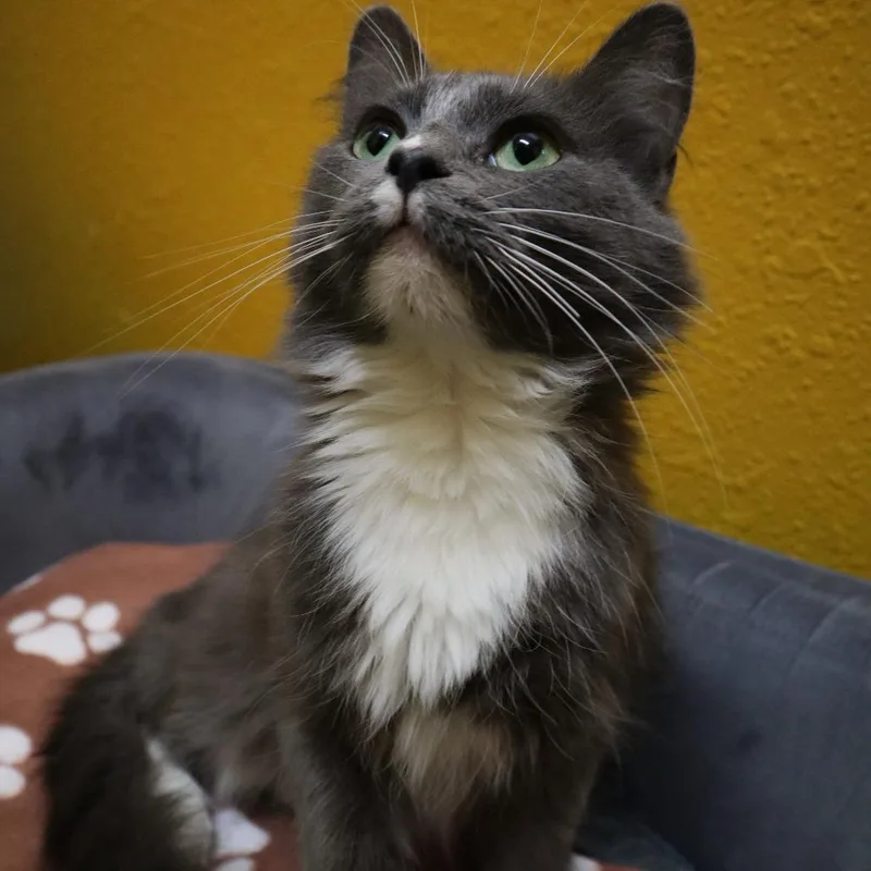 Meesha thumbnail 6
